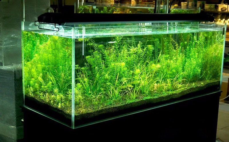 Освещение аквариума: какое должно быть освещение в аквариуме