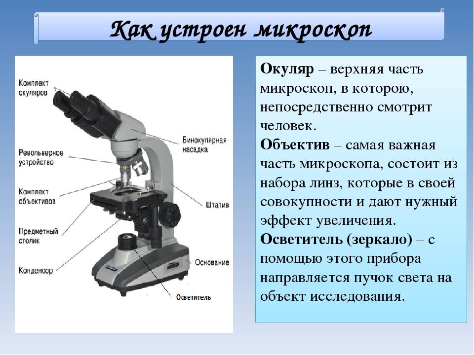 1 прибор типа микроскопа. Биология 5 кл строение микроскопа. Строение окуляра микроскопа. Строение светового микроскопа Микмед 5. Строение светового биологического микроскопа.