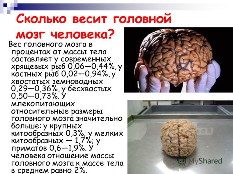 Масса человеческого мозга. Вес головного мозга человека. Используйте свой мозг для изменений